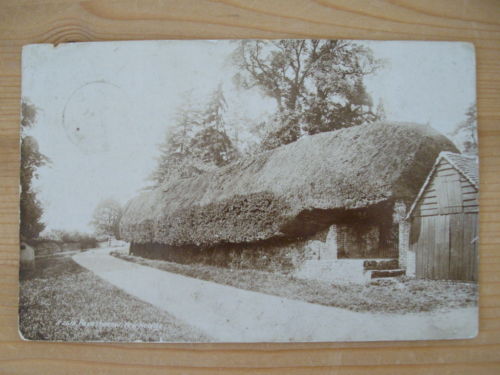 Yew Hedge outside Farmhouse.